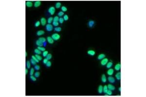 Immunofluorescence (IF) image for anti-GATA Binding Protein 3 (GATA3) antibody (ABIN967621) (GATA3 antibody)