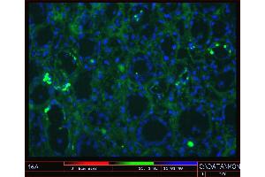 Image no. 1 for anti-Cadherin 11 (CDH11) antibody (ABIN335403) (OB Cadherin antibody)