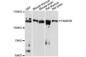 Western blot analysis of extracts of various cell lines, using FAM65B antibody (ABIN5996577) at 1:3000 dilution.