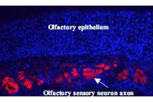 Immunohistochemistry of mouse olfactory neurons. (NCAM2 antibody  (AA 442-685))