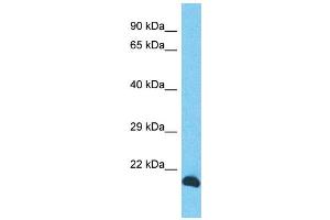 Host: Rabbit Target Name: INO80C Sample Type: PANC1 Whole cell lysates Antibody Dilution: 1. (INO80C antibody  (N-Term))