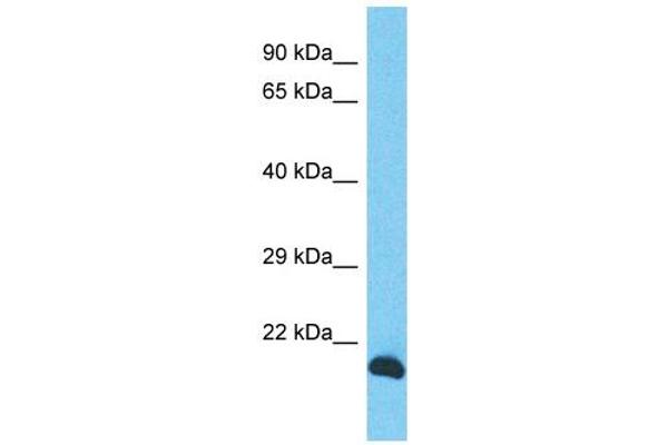 INO80C anticorps  (N-Term)