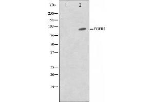 Western blot analysis on A549 cell lysate using FGFR2 Antibody,The lane on the left is treated with the antigen-specific peptide. (FGFR2 antibody  (C-Term))
