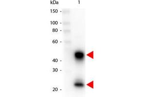 Image no. 1 for Goat anti-Mouse IgG (Whole Molecule) antibody (HRP) (ABIN300626) (Goat anti-Mouse IgG (Whole Molecule) Antibody (HRP))