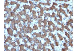 Formalin-fixed, paraffin-embedded human Liver stained with HepPar-1 Mouse Monoclonal Antibody (HepPar1). (Hepatocyte Specific Antigen antibody)