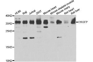 Western blot analysis of extracts of various cell lines, using OSGEP antibody. (OSGEP antibody)