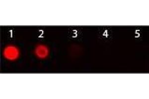 Dot Blot of Goat anti-Armenian Hamster IgG Antibody Texas Red Conjugated. (Goat anti-Armenian Hamster IgG (Heavy & Light Chain) Antibody (Texas Red (TR)))