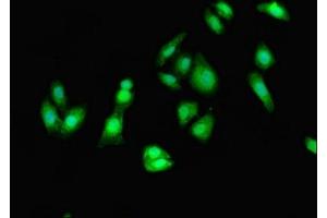 Immunofluorescent analysis of HepG2 cells using ABIN7151548 at dilution of 1:100 and Alexa Fluor 488-congugated AffiniPure Goat Anti-Rabbit IgG(H+L) (EEF2 antibody  (AA 2-858))