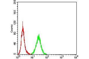 Flow cytometric analysis of HeLa cells using NOS1 mouse mAb (green) and negative control (red). (NOS1 antibody  (AA 17-153))