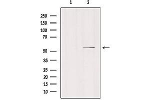 Western blot analysis of extracts from mouse brain, using MOT6 Antibody. (SLC16A5 antibody  (Internal Region))