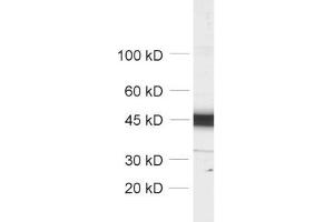 Western Blotting (WB) image for anti-Actin, beta (ACTB) (AA 2-16) antibody (ABIN1742508)