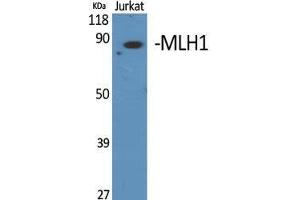 Western Blot (WB) analysis of specific cells using MLH1 Polyclonal Antibody. (MLH1 antibody  (Internal Region))