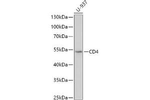 Western blot analysis of extracts of U-937 cells, using CD4 antibody (ABIN6132069, ABIN6138186, ABIN6138188 and ABIN6213820) at 1:500 dilution. (CD4 antibody  (AA 26-200))