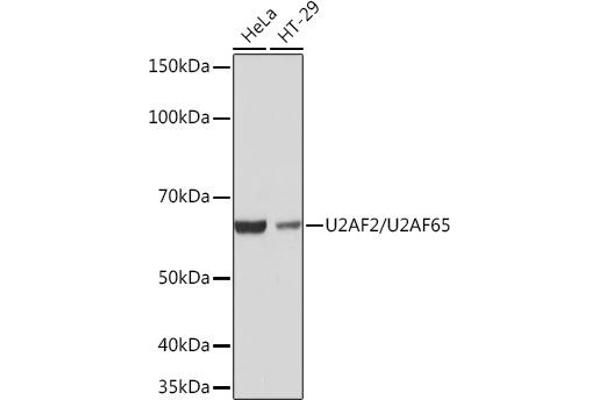 U2AF2 antibody