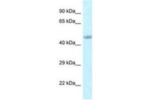 Image no. 1 for anti-Embryonic Ectoderm Development (EED) (C-Term) antibody (ABIN6747757) (EED antibody  (C-Term))