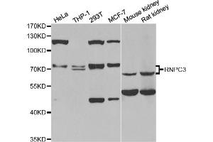 Western blot analysis of extracts of various cell lines, using RNPC3 antibody (ABIN5973747) at 1/1000 dilution. (RNP antibody)