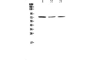 Western blot analysis of TORC2 using anti-TORC2 antibody . (CRTC2 antibody)