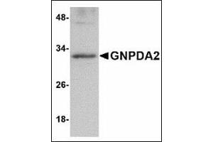 Western blot analysis of GNPDA2 in human kidney lysate with GNPDA2 antibody at 1 µg/ml.
