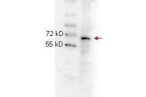 anti NFKB p65 (Rel A) monoclonal antibody  was used to detect ~65 kD band (red arrow) in HeLa whole cell lysate. (NF-kB p65 antibody  (C-Term))