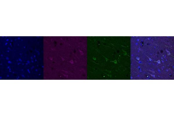 GPSM1 antibody