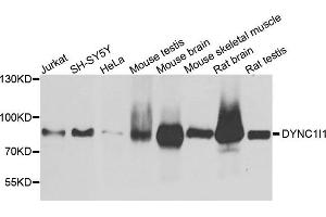 Western blot analysis of extract of various cells, using DYNC1I1 antibody.