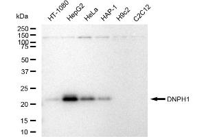 Western blotting analysis using DNPH1 antibody (ABIN7798082).