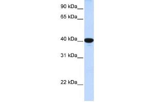 Western Blotting (WB) image for anti-Glucose 6-Phosphatase, Catalytic (G6PC) antibody (ABIN2458824) (G6PC antibody)