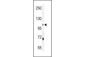 MLXIP Antibody (N-term) (ABIN654186 and ABIN2844037) western blot analysis in mouse lung tissue lysates (35 μg/lane). (MLXIP antibody  (N-Term))