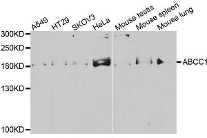 Western blot analysis of extracts of various cell lines, using ABCC1 antibody (ABIN5971550) at 1/500 dilution. (ABCC1 antibody)