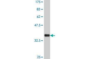 Western Blot detection against Immunogen (38. (Fukutin antibody  (AA 29-138))