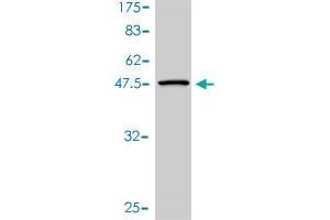 Western Blot detection against Immunogen (45. (UBE2H antibody  (AA 1-183))