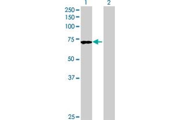 A1CF antibody  (AA 1-594)