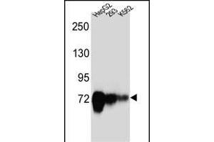 CDH22 Antibody (Center) (ABIN657168 and ABIN2846301) western blot analysis in HepG2,293,K562 cell line lysates (35 μg/lane). (CDH22 antibody  (AA 411-440))