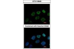 Image no. 2 for anti-Glutamate-Rich WD Repeat Containing 1 (GRWD1) (AA 1-273) antibody (ABIN1498535) (GRWD1 antibody  (AA 1-273))