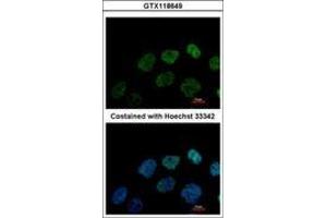 GRWD1 antibody  (AA 1-273)