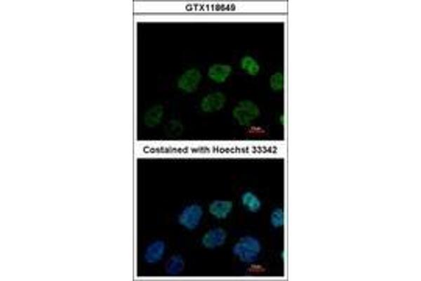 GRWD1 anticorps  (AA 1-273)