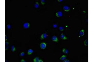 Immunofluorescent analysis of A549 cells using ABIN7169063 at dilution of 1:100 and Alexa Fluor 488-congugated AffiniPure Goat Anti-Rabbit IgG(H+L)