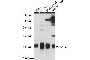 Western blot analysis of extracts of various cell lines, using PCYT1A Rabbit pAb (ABIN7269276) at 1:1000 dilution. (PCYT1A antibody  (AA 1-100))