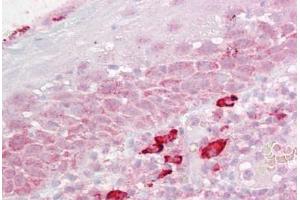 Anti-DAP3 antibody IHC staining of human tonsil. (DAP3 antibody  (AA 387-398))