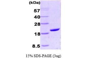 SDS-PAGE (SDS) image for Peptidylprolyl Isomerase A (Cyclophilin A) (PPIA) (AA 1-165) protein (ABIN666698) (PPIA Protein (AA 1-165))