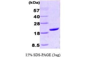 SDS-PAGE (SDS) image for Peptidylprolyl Isomerase A (Cyclophilin A) (PPIA) (AA 1-165) protein (ABIN666698)