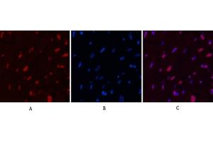 anti-Histone H2B antibody