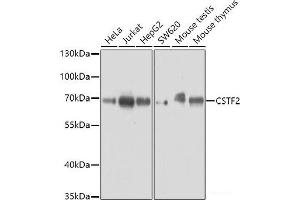 Western blot analysis of extracts of various cell lines using CSTF2 Polyclonal Antibody at dilution of 1:3000. (CSTF2 antibody)