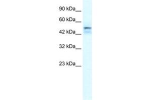 Western Blotting (WB) image for anti-One Cut Homeobox 2 (ONECUT2) antibody (ABIN2461202) (ONECUT2 antibody)