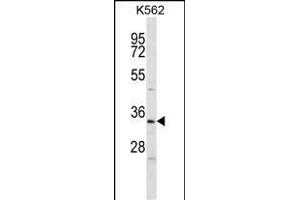ELAVL2 Antibody (Center) (ABIN656861 and ABIN2846066) western blot analysis in K562 cell line lysates (35 μg/lane).