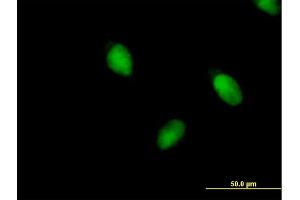 Immunofluorescence of purified MaxPab antibody to BRPF1 on HeLa cell. (BRPF1 antibody  (AA 1-1220))