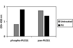 Pervanadate (PV) Stimulation of Jurkat Cell Line (Phospholipase C gamma 1 ELISA Kit)