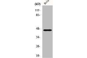 Western Blot analysis of A549 cells using FoxB2 Polyclonal Antibody