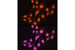Immunofluorescence analysis of NIH-3T3 cells using [KO Validated] Smad3 Rabbit mAb (ABIN7270349) at dilution of 1:100 (40x lens). (SMAD3 antibody)