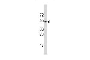 Western blot analysis of anti-TRIM69 Antibody (Center ) (R) in HL60 cell line lysates (35 μg/lane). (TRIM69 antibody  (AA 336-365))